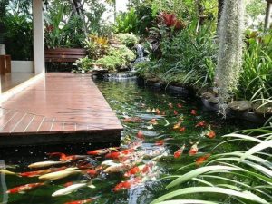 Thiết kế thi công hồ cá Koi tại Đà Nẵng