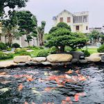 "Thiết kế thi công hồ koi cao cấp tại TPHCM"