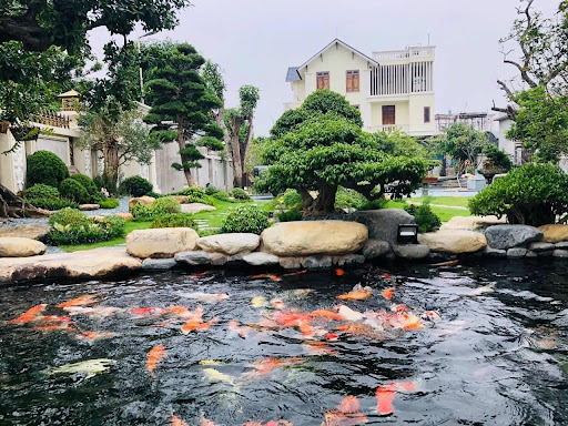 "Thiết kế thi công hồ koi cao cấp tại TPHCM"