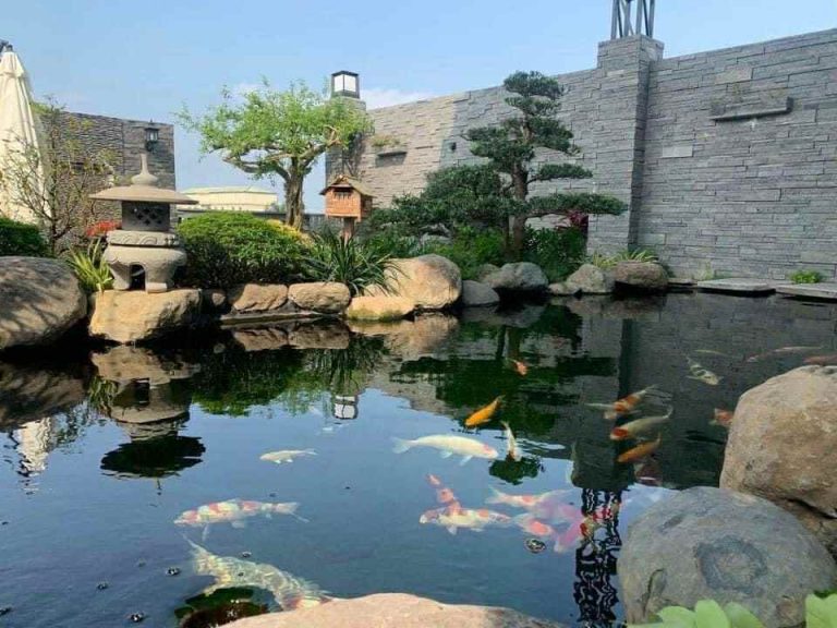 Cung Cấp Cá Koi Nhật Giá Rẻ Tại Vũng Tàu