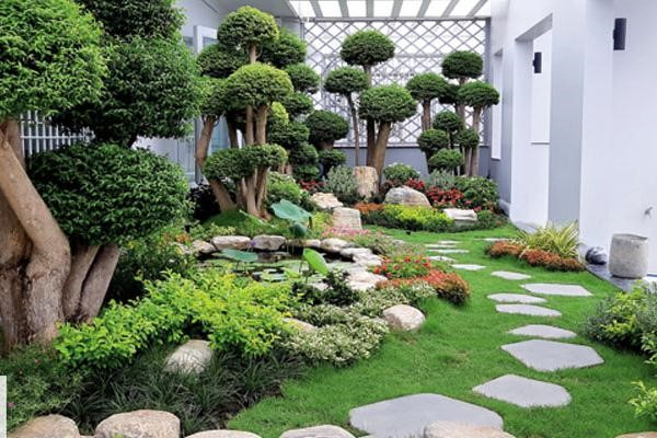 Cung cấp cỏ nhung nhật