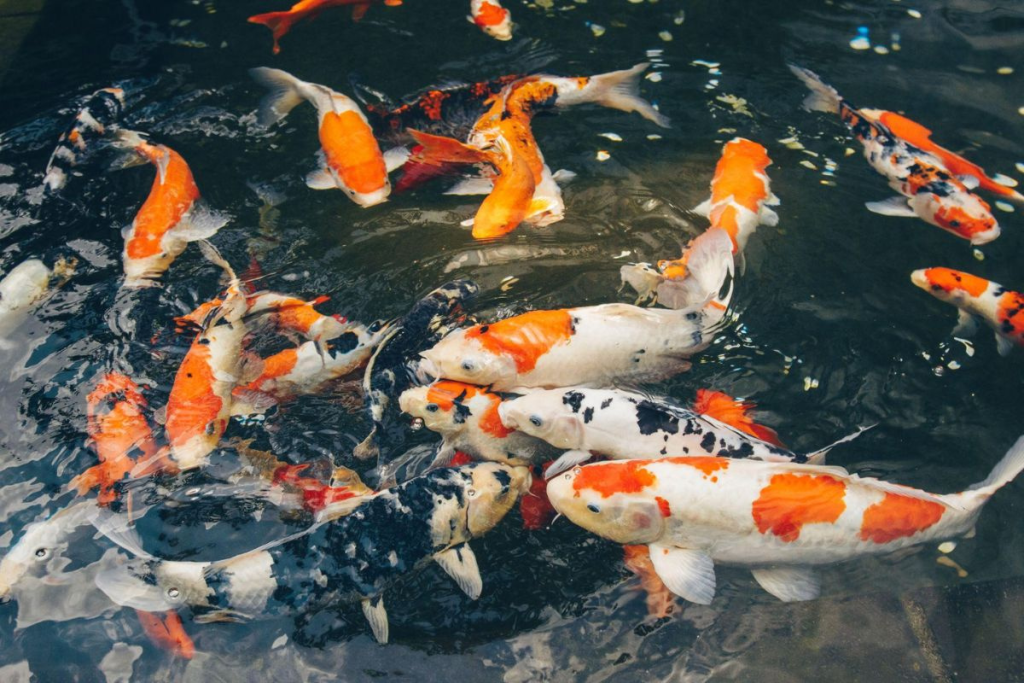 Cung cấp cá Koi F1 tại Quận 2