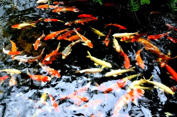Cung Cấp Cá Koi F1 Giá Rẻ Tại Quận 7